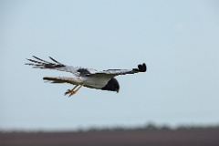 Circus_melanoleucos_2024_0604_1737-28