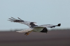 Circus_melanoleucos_2024_0604_1737-29