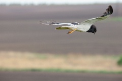 Circus_melanoleucos_2024_0604_1737-30