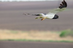 Circus_melanoleucos_2024_0604_1737-31