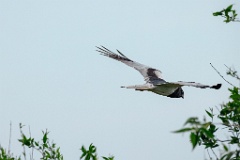 Circus_melanoleucos_2024_0604_1737-32