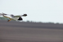 Circus_melanoleucos_2024_0604_1737