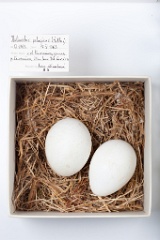 eggs_museum_Haliaeetus_pelagicus201009171258