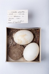 eggs_museum_Hieraaetus_fasciatus201010211834