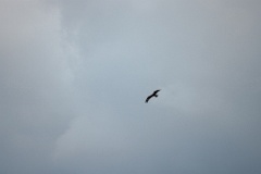 Milvus_migrans_2024_0528_0749