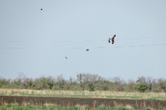 Milvus_migrans_2024_0604_1805-10