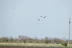 Milvus_migrans_2024_0604_1805-11