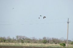 Milvus_migrans_2024_0604_1805-12