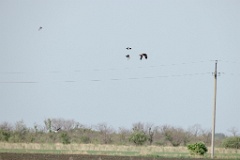 Milvus_migrans_2024_0604_1805-13