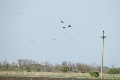 Milvus_migrans_2024_0604_1805-14