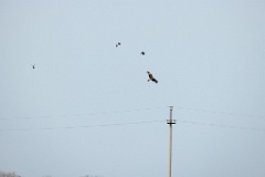 Milvus_migrans_2024_0604_1805-15