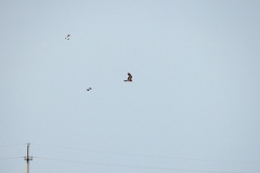 Milvus_migrans_2024_0604_1805-16