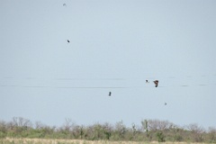 Milvus_migrans_2024_0604_1805-9