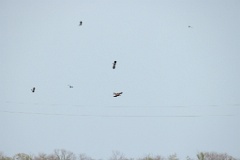 Milvus_migrans_2024_0604_1805