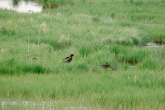 Milvus_migrans_2024_0605_1907-3