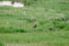 Milvus_migrans_2024_0605_1907-4