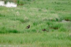 Milvus_migrans_2024_0605_1907