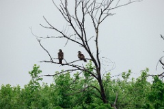 Milvus_migrans_2024_0606_1756-2