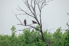 Milvus_migrans_2024_0606_1756