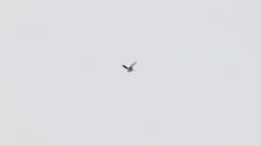 Falco_amurensis_2024_0606_AO5