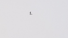 Falco_amurensis_2024_0606_AO6