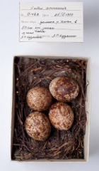eggs_museum_Falco_amurensis201010211818