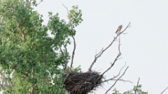 nest_Falco_amurensis_2024_0605_AO1