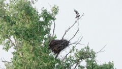 nest_Falco_amurensis_2024_0605_AO2