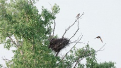 nest_Falco_amurensis_2024_0605_AO3