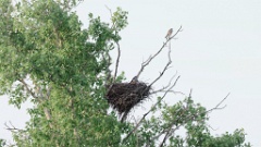 nest_Falco_amurensis_2024_0605_AO9