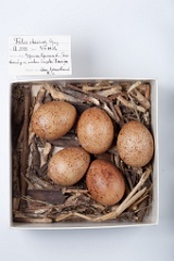 eggs_museum_Falco_cherrug201009171616