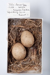 eggs_museum_Falco_cherrug201009171620