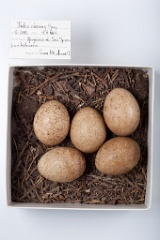 eggs_museum_Falco_cherrug201009171623