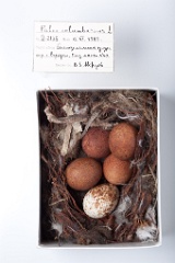 eggs_museum_Falco_columbarius201009171738