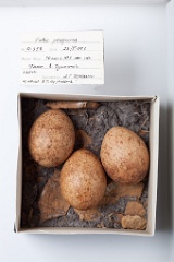 eggs_museum_Falco_peregrinus201009161323