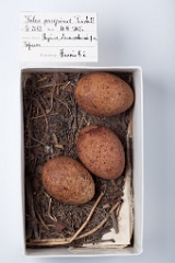 eggs_museum_Falco_peregrinus201009171630