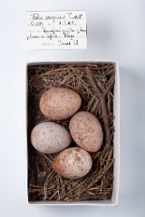 eggs_museum_Falco_peregrinus201009171641