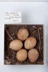 eggs_museum_Falco_rusticolus201009171612