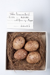 eggs_museum_Falco_tinnunculus201009171723
