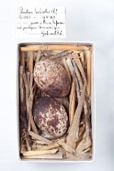 eggs_museum_Pandion_haliaetus201009171158