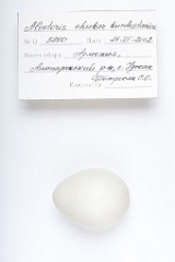 eggs_apart_Alectoris_chukar201009201126