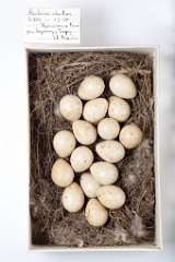 eggs_museum_Alectoris_chukar201009201120-1