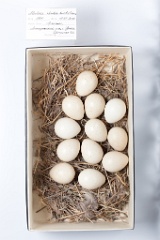 eggs_museum_Alectoris_chukar201009201124