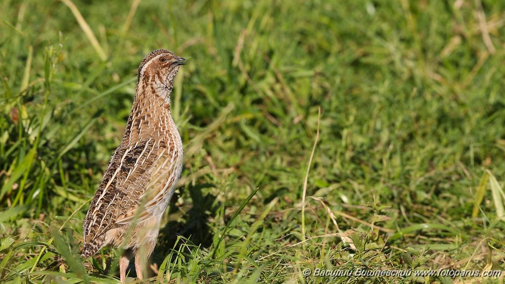 0_Coturnix_coturnix_2021_0617_2.jpg - Перепел. Quail (Coturnix coturnix). Пронское водохранилище в Рязанской области, деревня Денисово. Russia, Ryazanskaya oblast, Pronskoye, Denisovo.