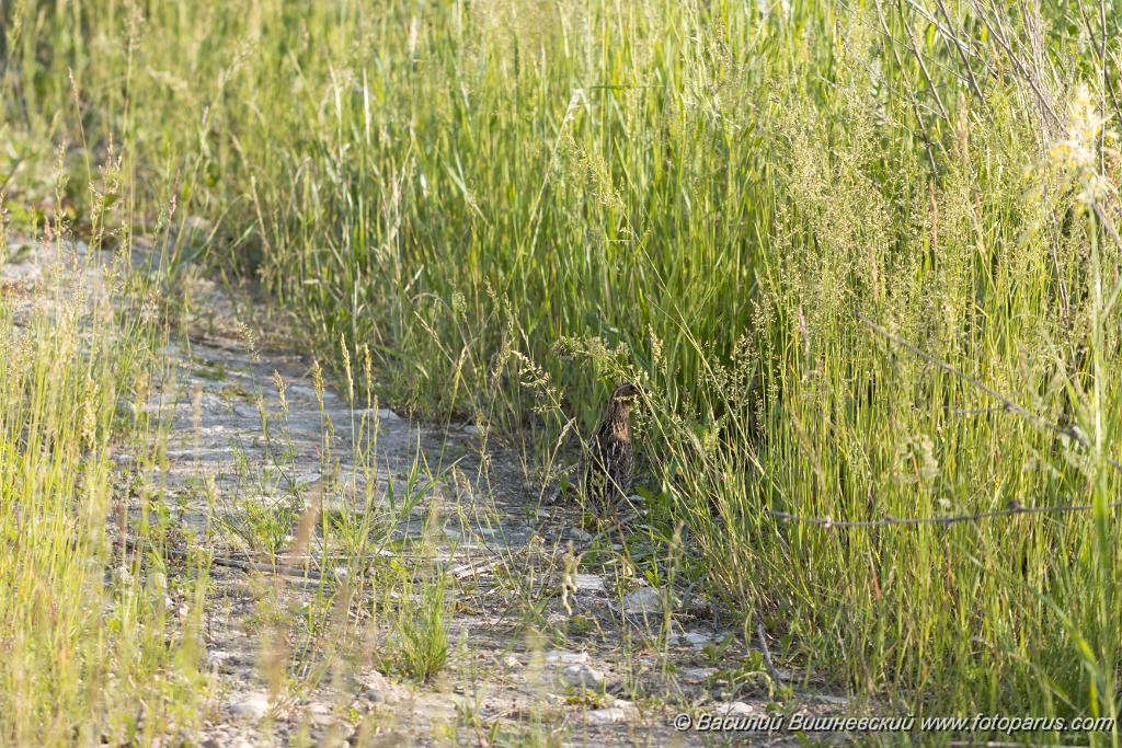 Coturnix_coturnix_2020_0620_1714.jpg - Перепел. Quail (Coturnix coturnix). Пронское водохранилище в Рязанской области, деревня Денисово. Russia, Ryazanskaya oblast, Pronskoye, Denisovo.