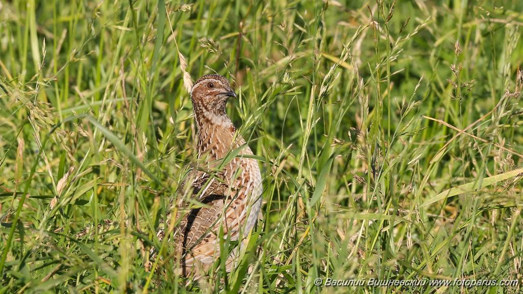 Coturnix_coturnix_2021_0617_1.jpg - Перепел. Quail (Coturnix coturnix). Пронское водохранилище в Рязанской области, деревня Денисово. Russia, Ryazanskaya oblast, Pronskoye, Denisovo.