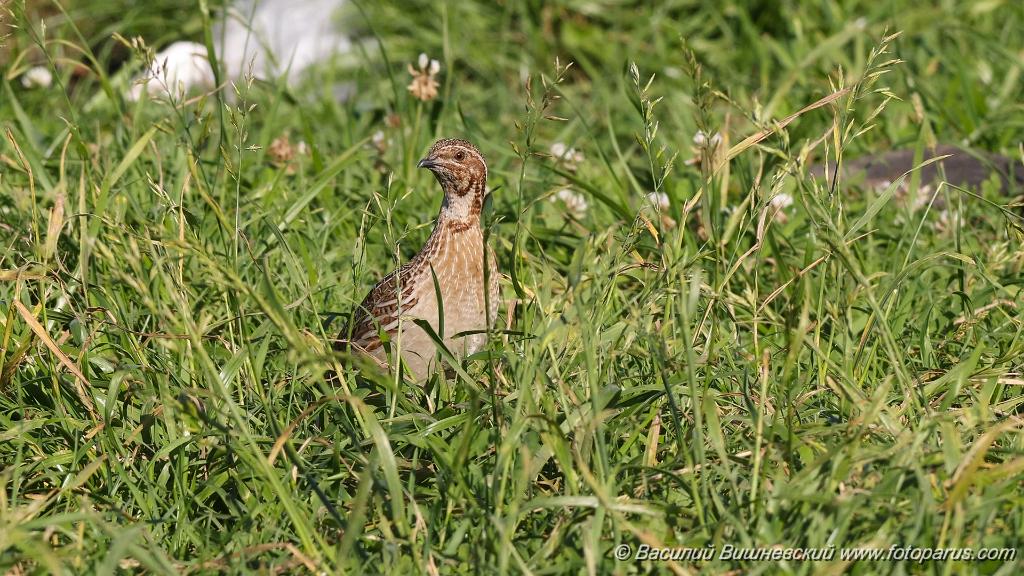 Coturnix_coturnix_2021_0617_3.jpg - Перепел. Quail (Coturnix coturnix). Пронское водохранилище в Рязанской области, деревня Денисово. Russia, Ryazanskaya oblast, Pronskoye, Denisovo.