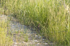 Coturnix_coturnix_2020_0620_1714