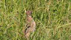 Coturnix_coturnix_2021_0617_1