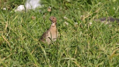 Coturnix_coturnix_2021_0617_3